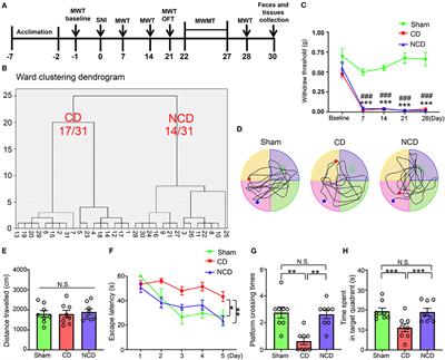 Gut Microbiome and Plasma Metabolome Signatures in Middle-Aged Mice With Cognitive Dysfunction Induced by Chronic Neuropathic Pain